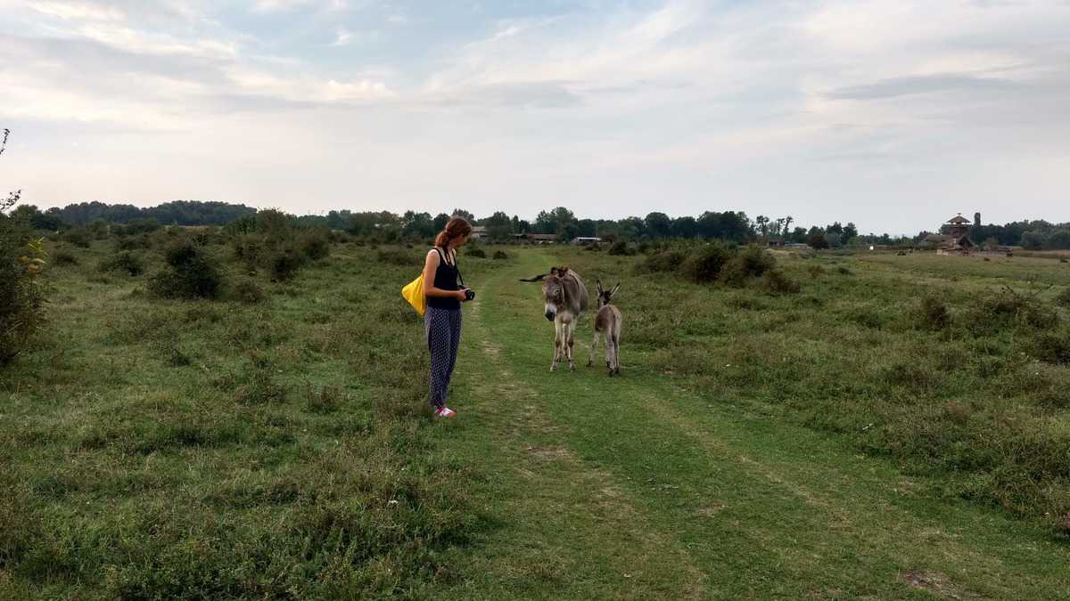 Eselsfamilie Im Naturpark Zasavica