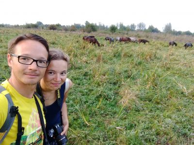 Pferde im Naturpark Zasavica