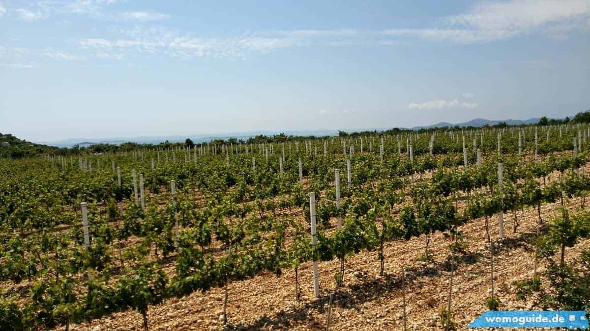 Vransko Jezero: Radtour Pakostane Weinanbau