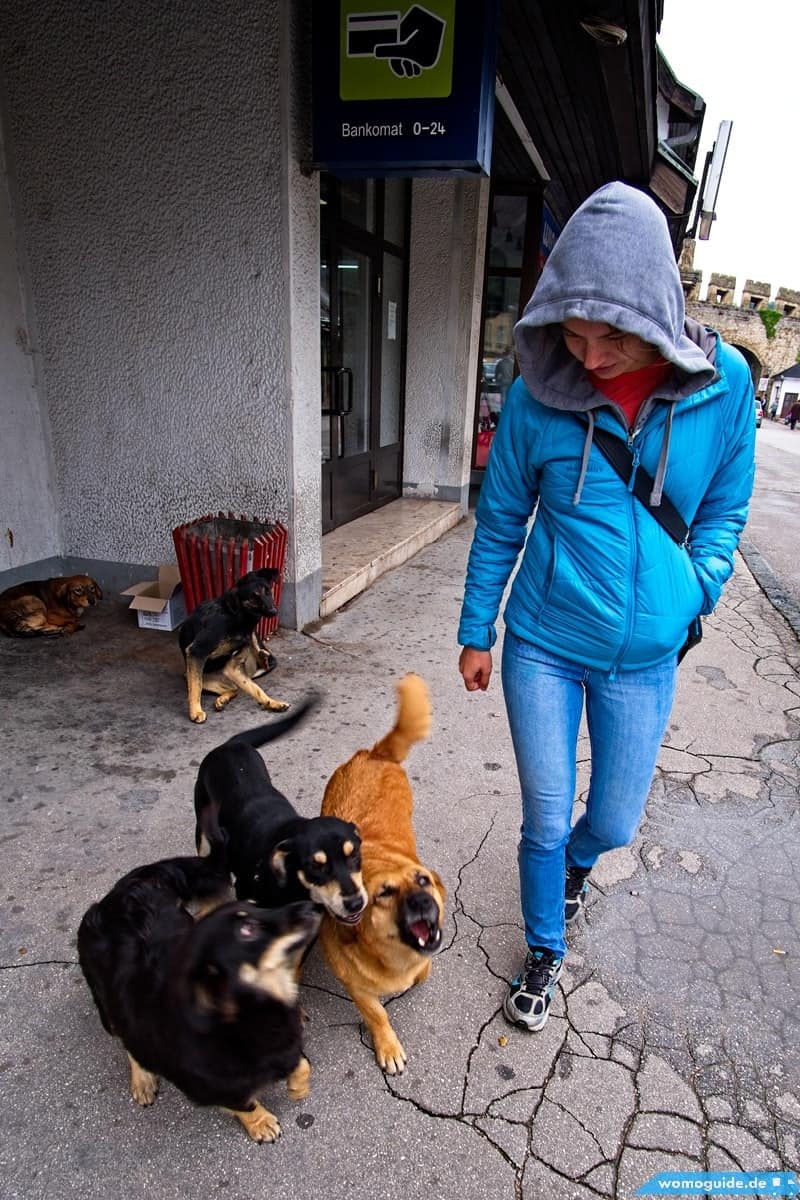 Jajce Straßenhunde