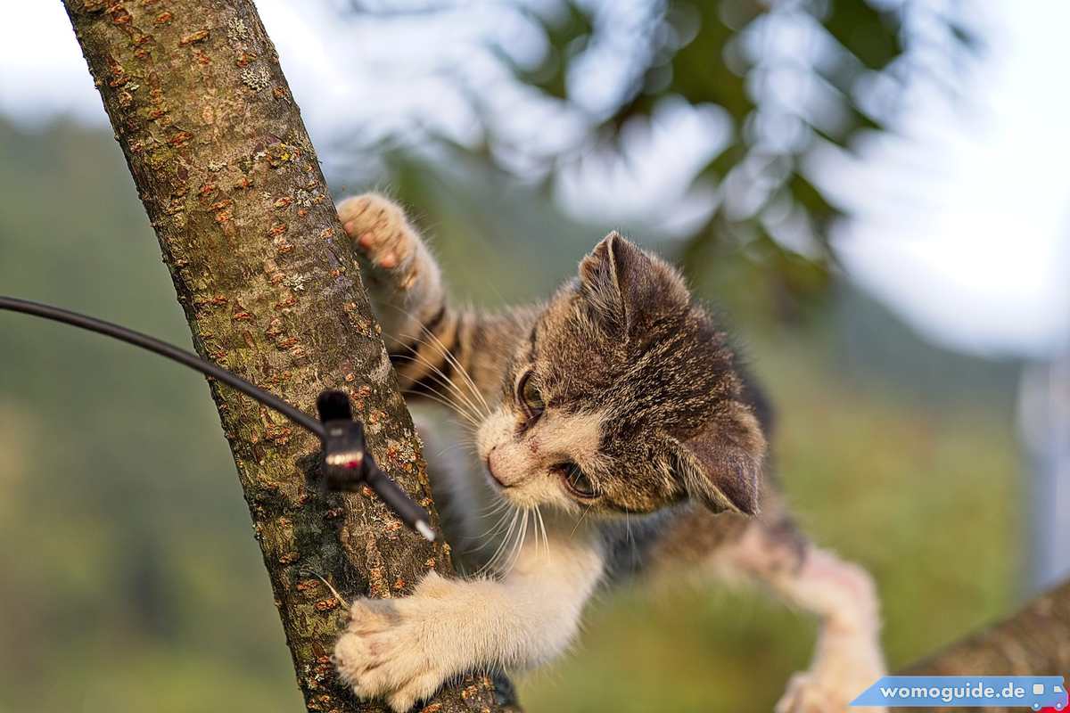 Abgemagerte Katze Spielt