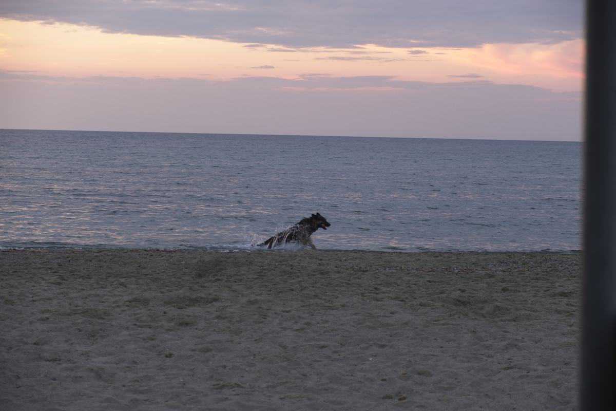 Hund Springt Aus Wasser