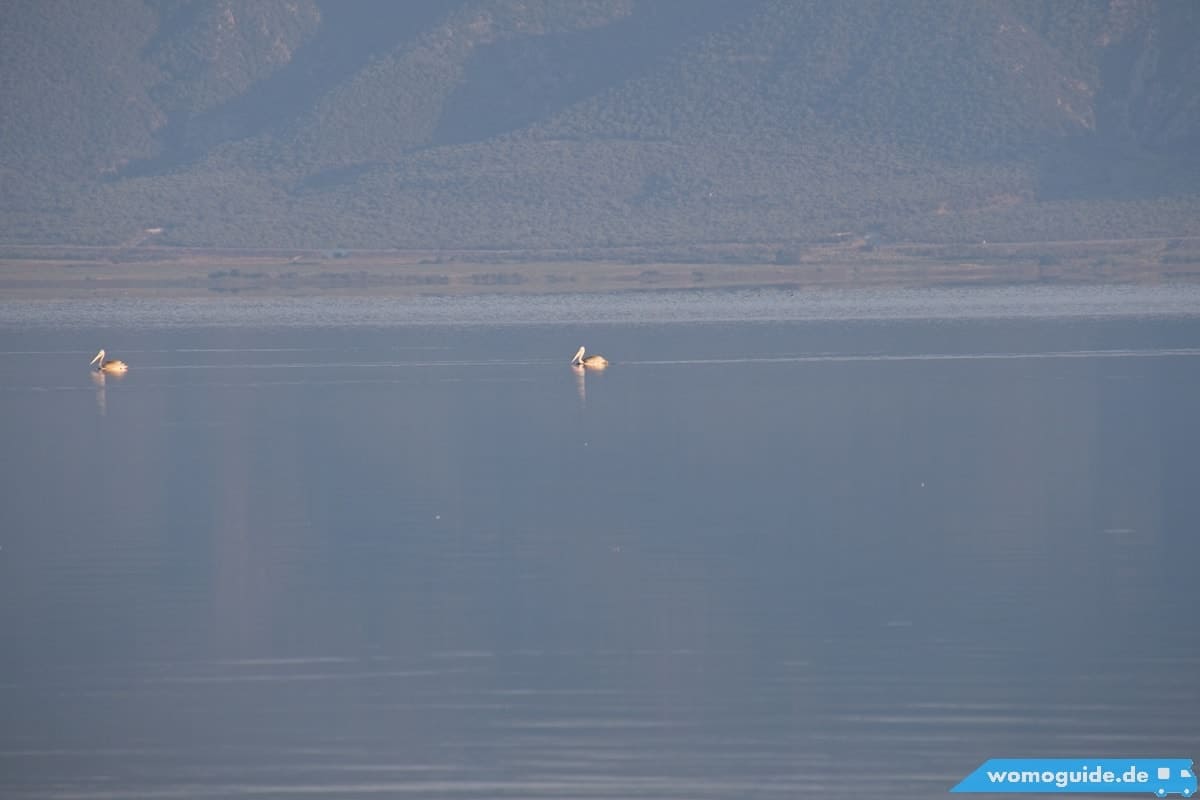 Pelikane Am Volvi See