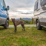 Hund Zwischen Zwei Wohnmobilen