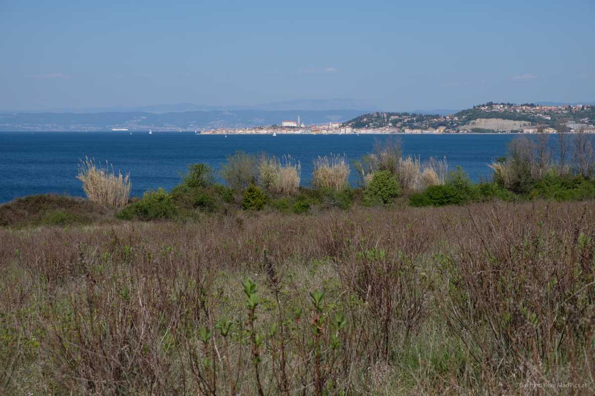 Naturlandschaft Rund Um Savudrija, Kroatien