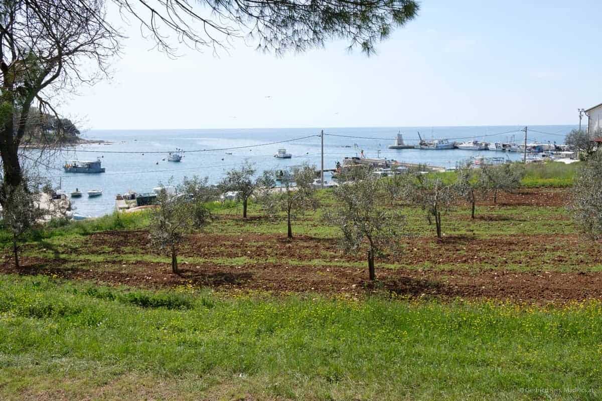 Obstbäume In Savudrija, Kroatien