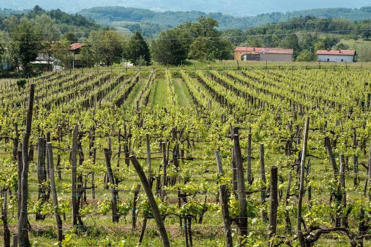 Weinreben Im Vipava-Tal