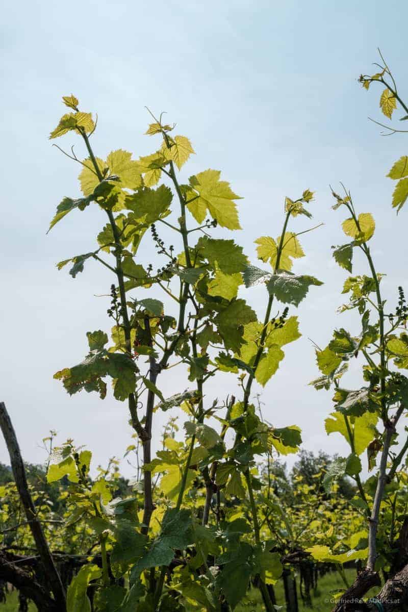 Weinreben Im Vipava-Tal