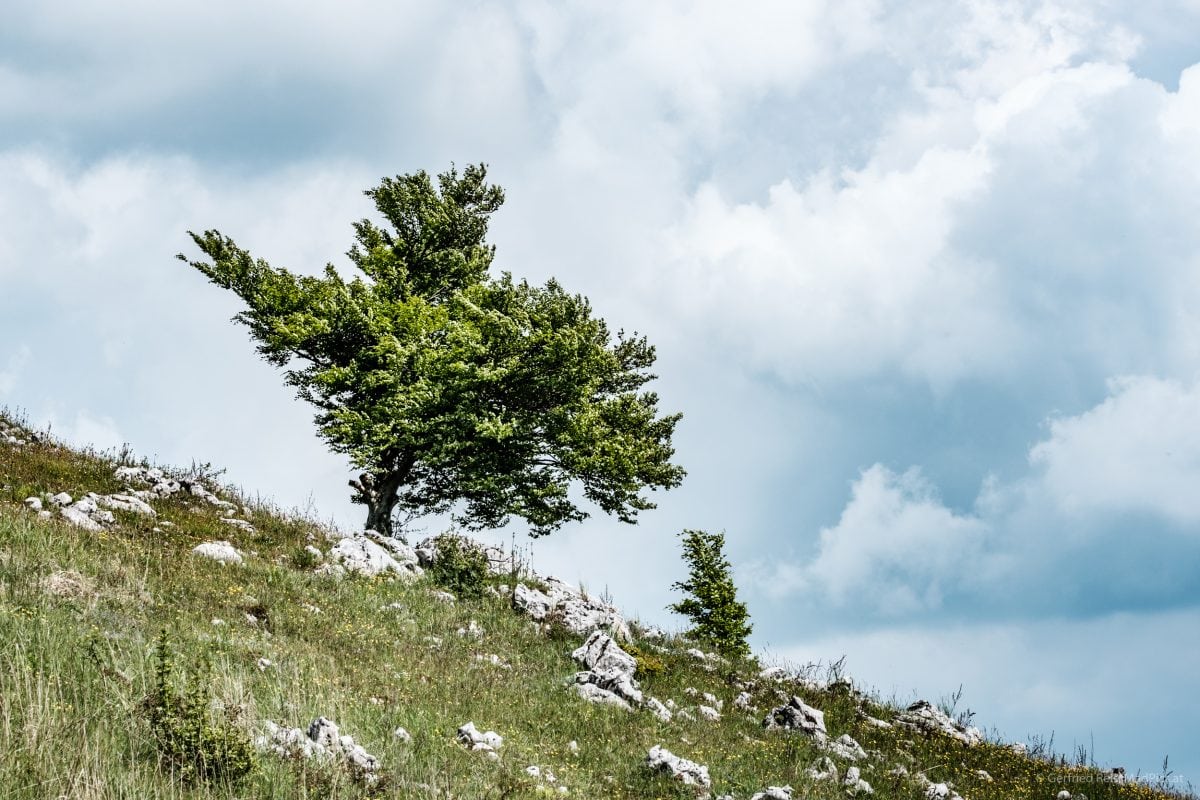 Baum in den Bergen in Slowenien