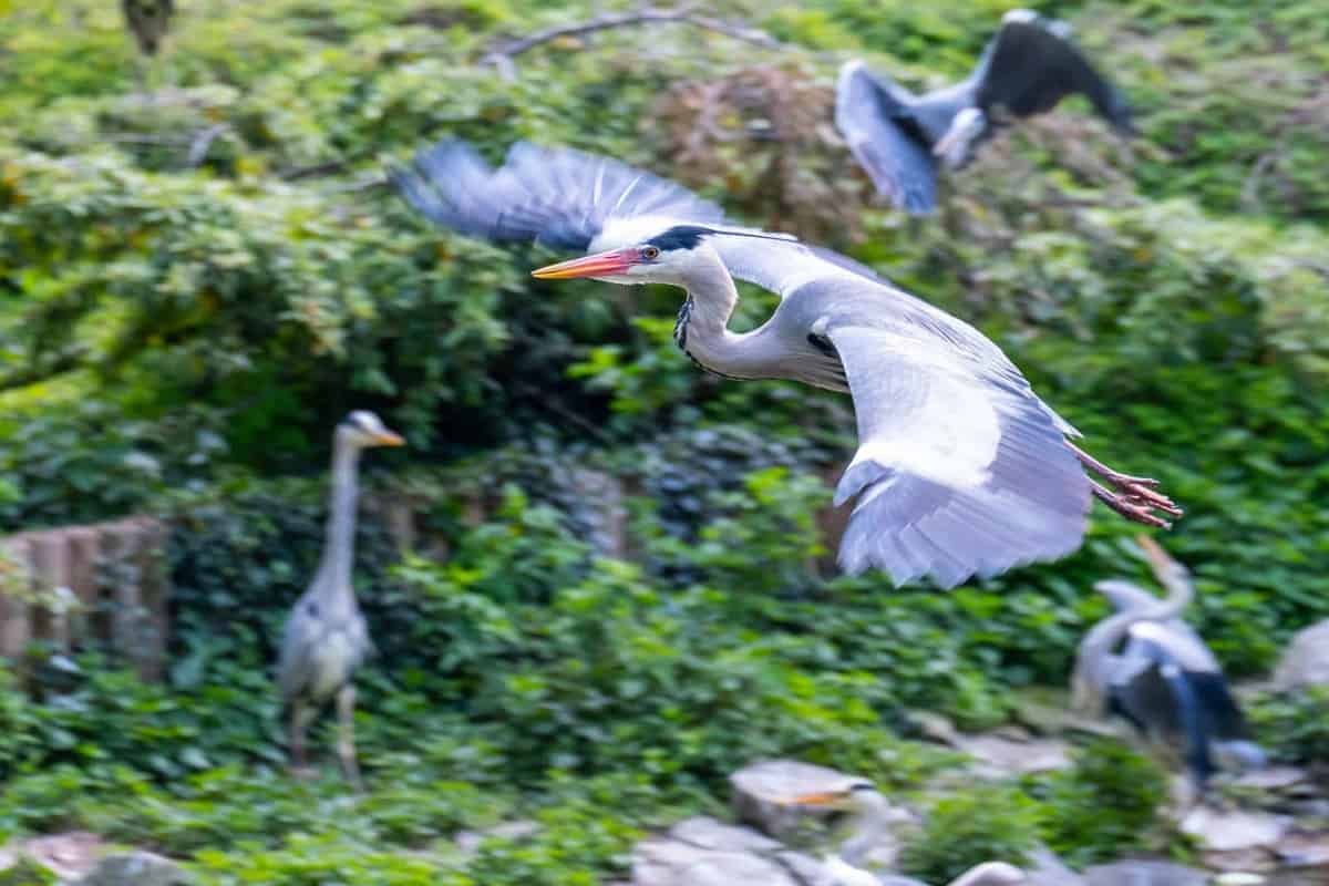 Vogel Im Zoo Von Berlin
