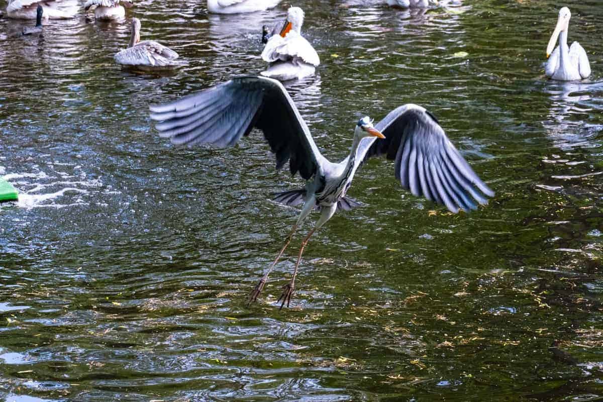 Vogel Im Zoo Von Berlin