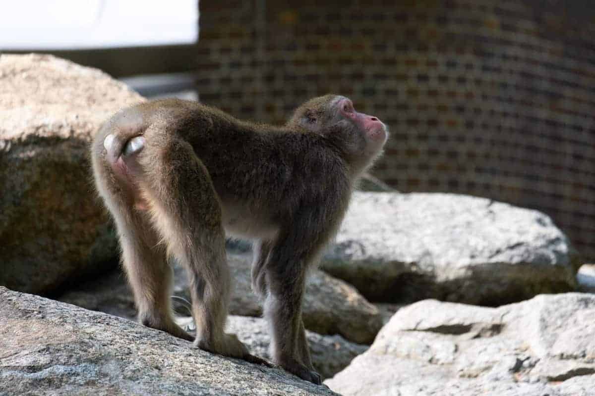 Affe Im Zoo Von Berlin