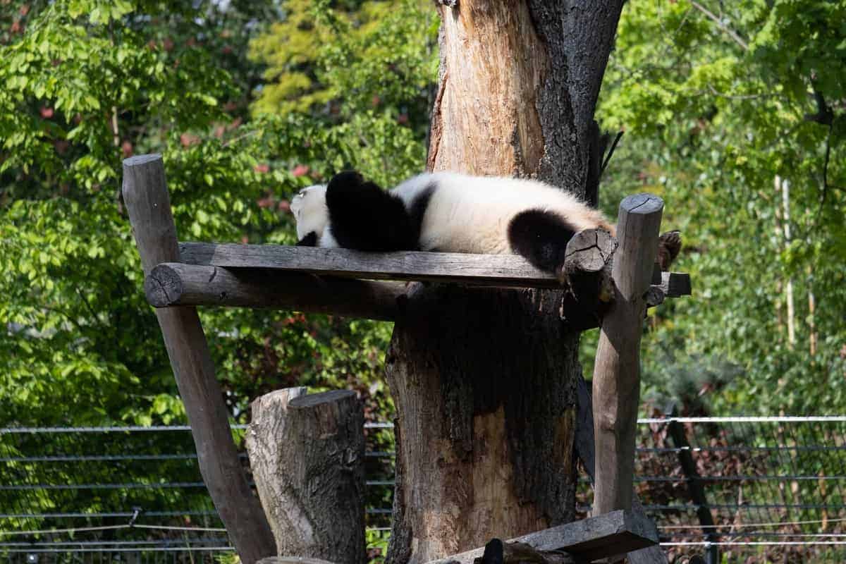 Panda Im Zoo Von Berlin