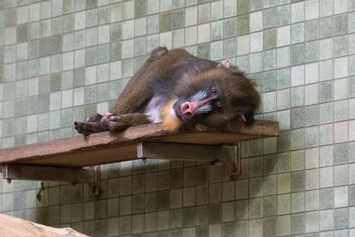 Affe Im Zoo Von Berlin