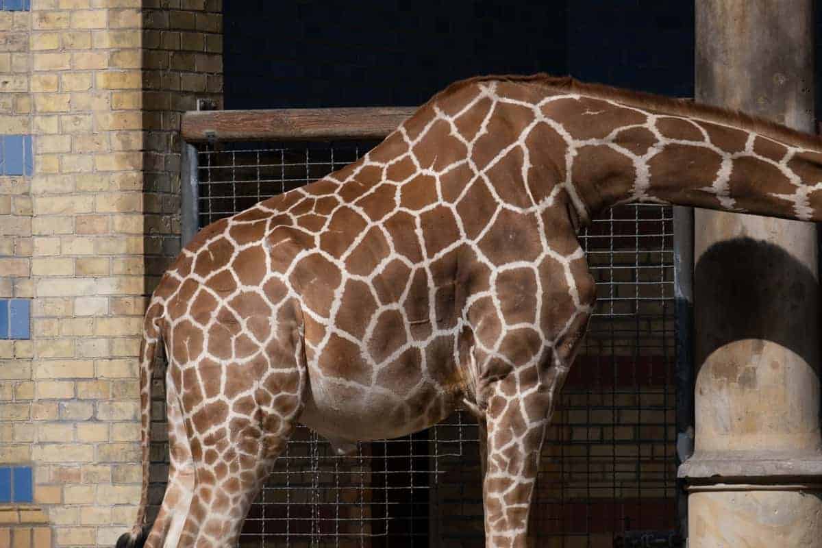 Giraffe Im Zoo Von Berlin
