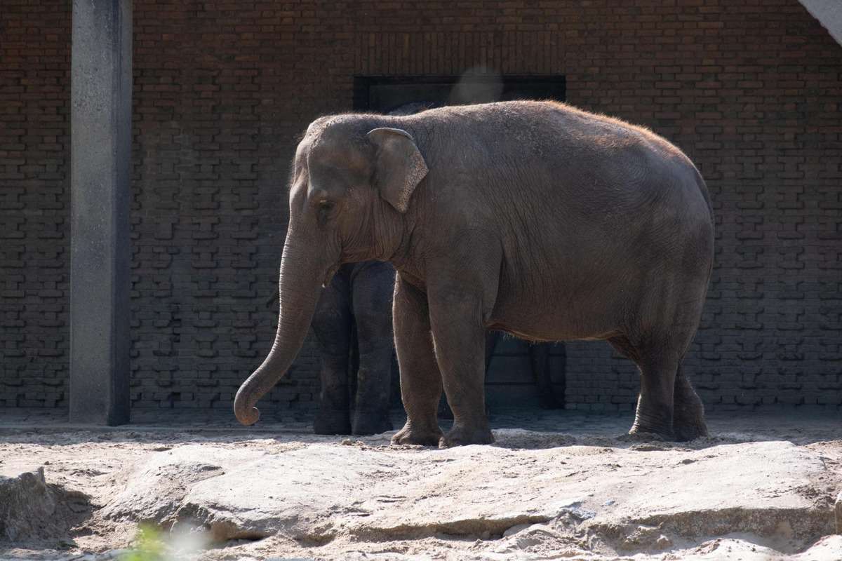 Elefant Im Zoo Von Berlin