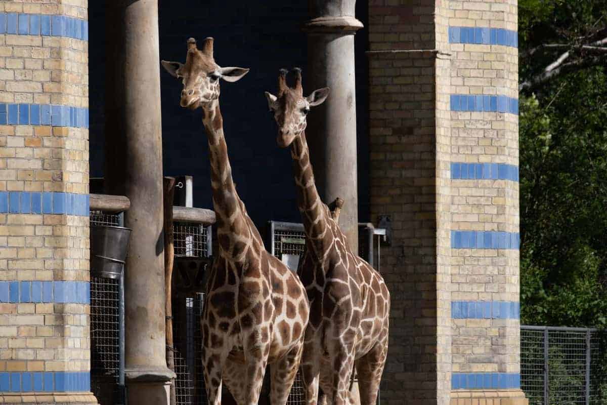 Giraffe Im Zoo Von Berlin