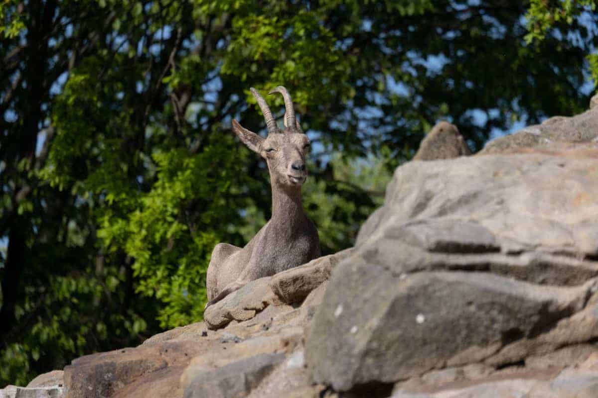 Ziege Im Zoo Von Berlin