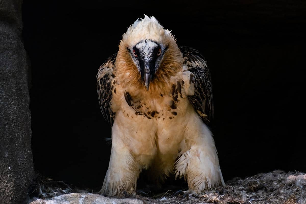 Vogel Im Zoo Von Berlin