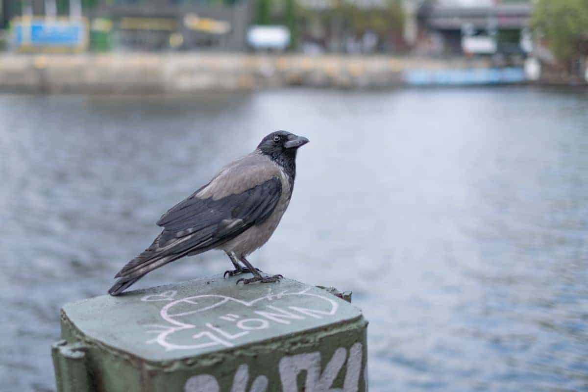 Eine Rabe An Der Spree