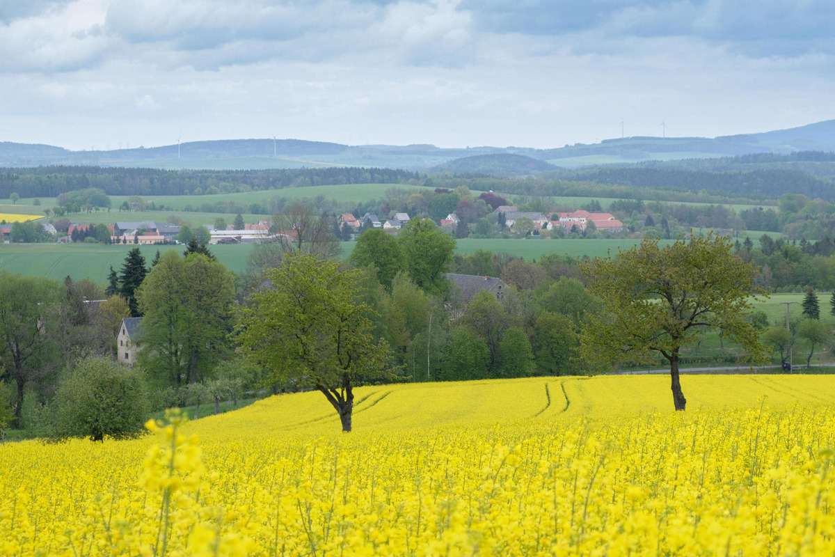 Rapsfelder In Der Sächsischen Schweiz