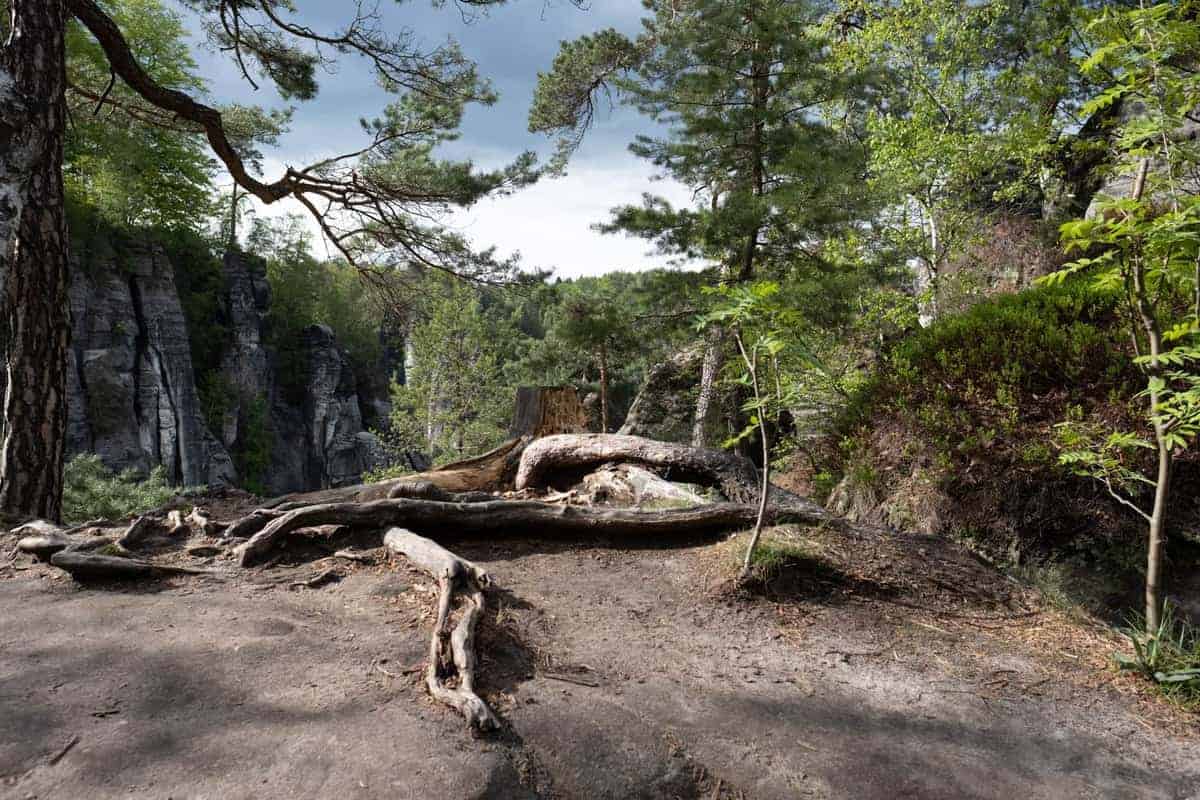 Wurzeln Im Elbstandsteingebirge
