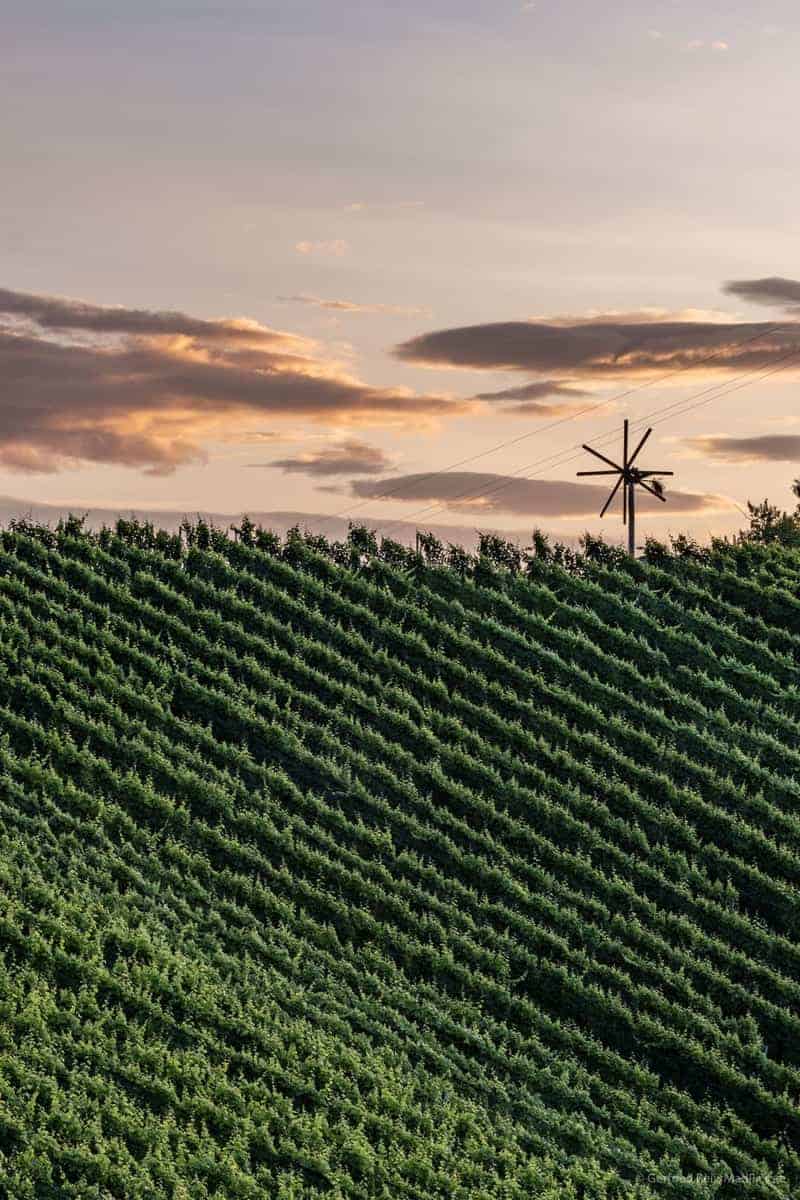 Südsteirische Weingegend