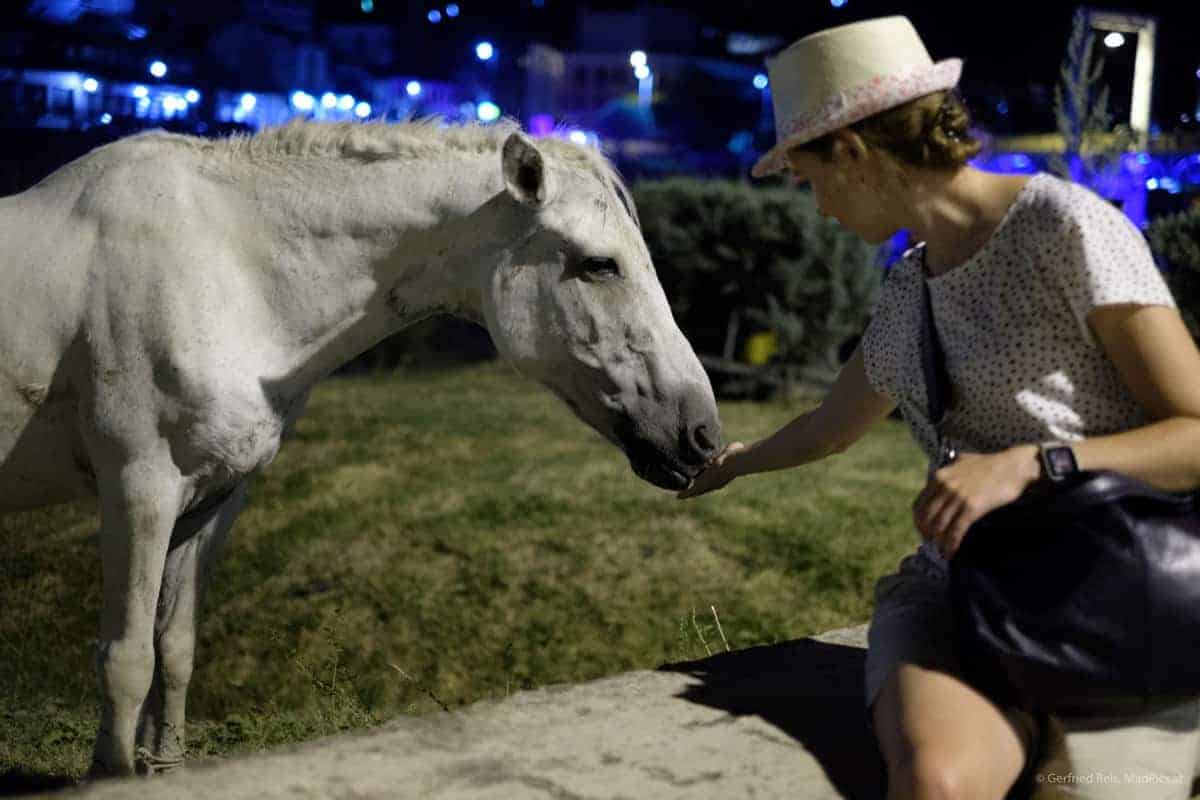 Berat Bei Nacht: Freundliches Pferd