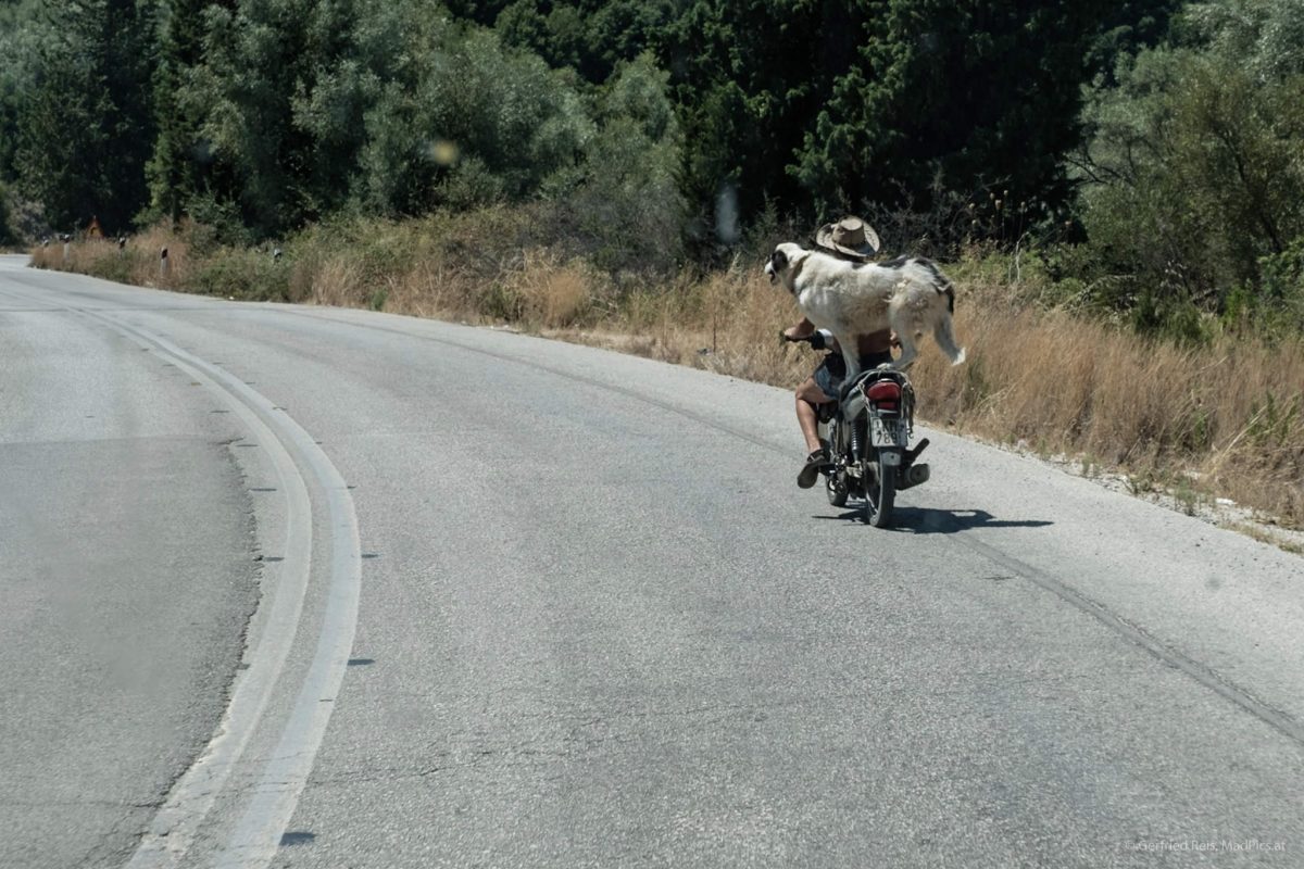 Hund am Motorrad in Lefkada