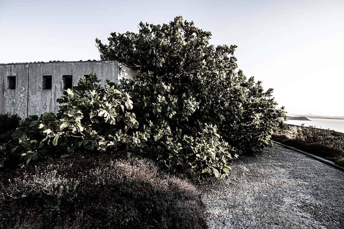 Überwuchtertes Gebäude In Geisterstadt