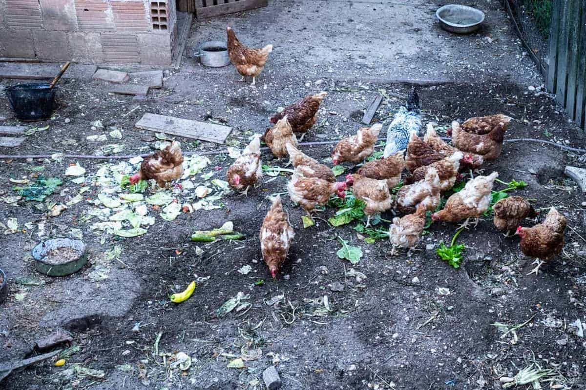 Hühner In Martin Brod