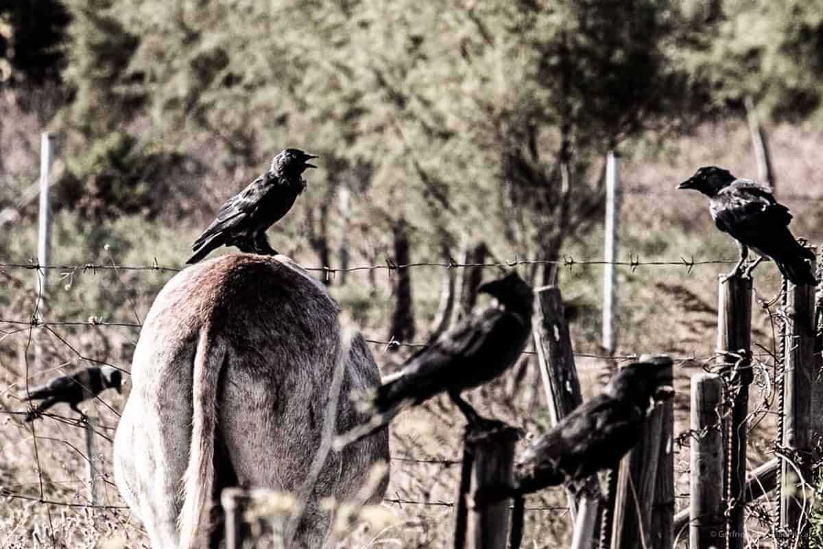 Krähe Sitzt Auf Esel
