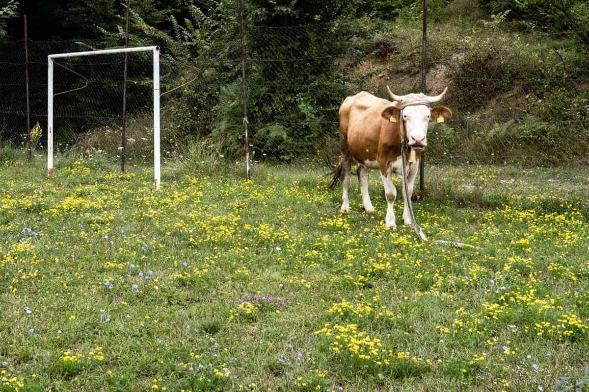 Bike-Tour Zum Štrbački Buk: Kuh Asl Torwart