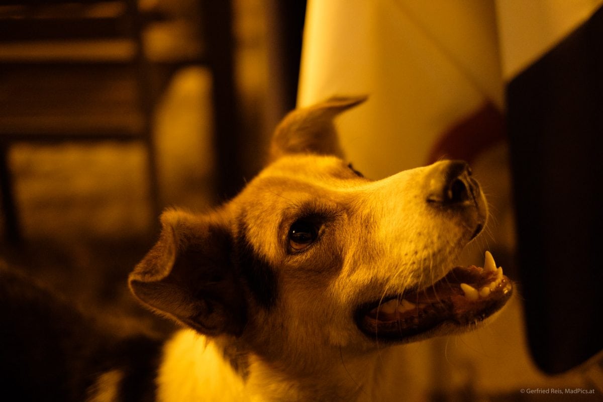 Bettelnder Hund in Shkodra, Albanien