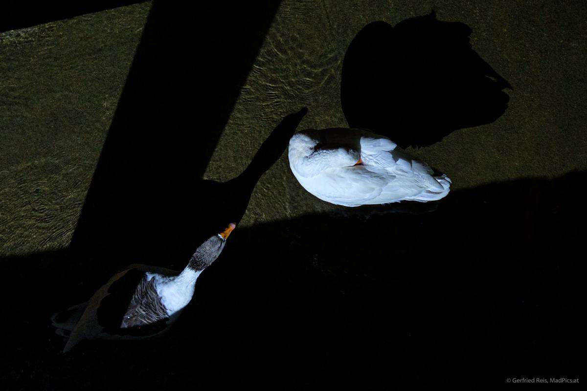 Enten An Der Ada In Shkodra