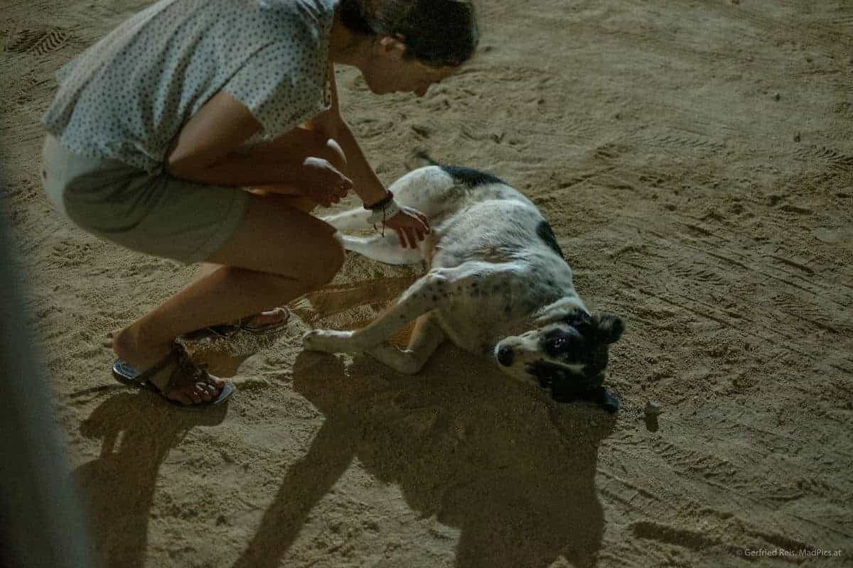Straßenhund In Sarande