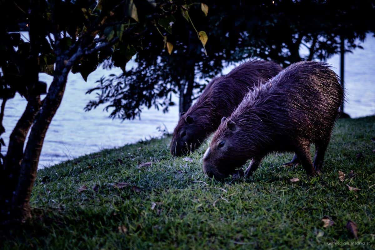 Capybaras In Vinhedo, Brasilien