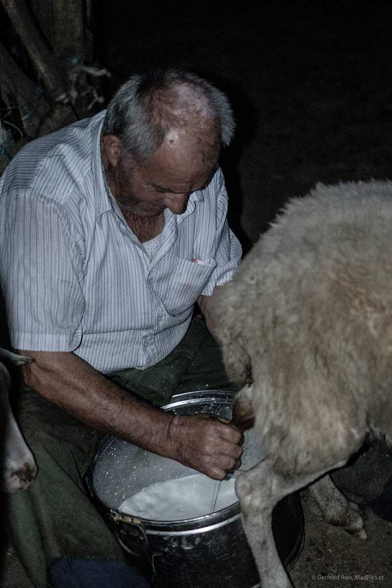 Man Melkt Ziege In Albanien