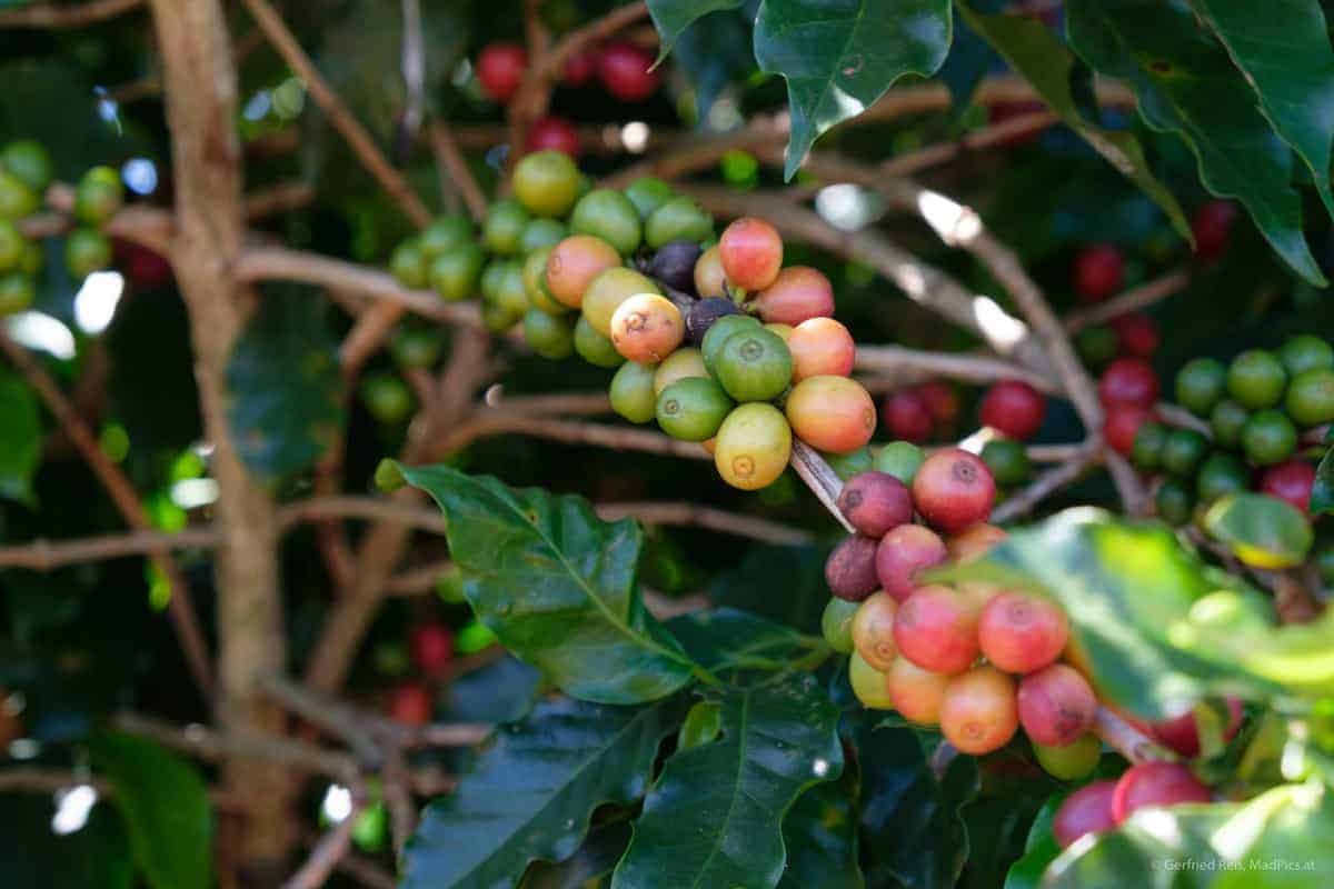 Kaffeepflanze In Brasilien