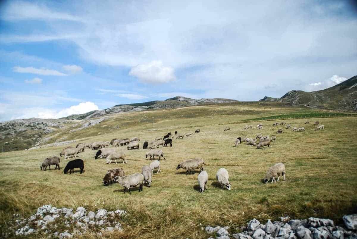 Schafherde Im Berglandschaft