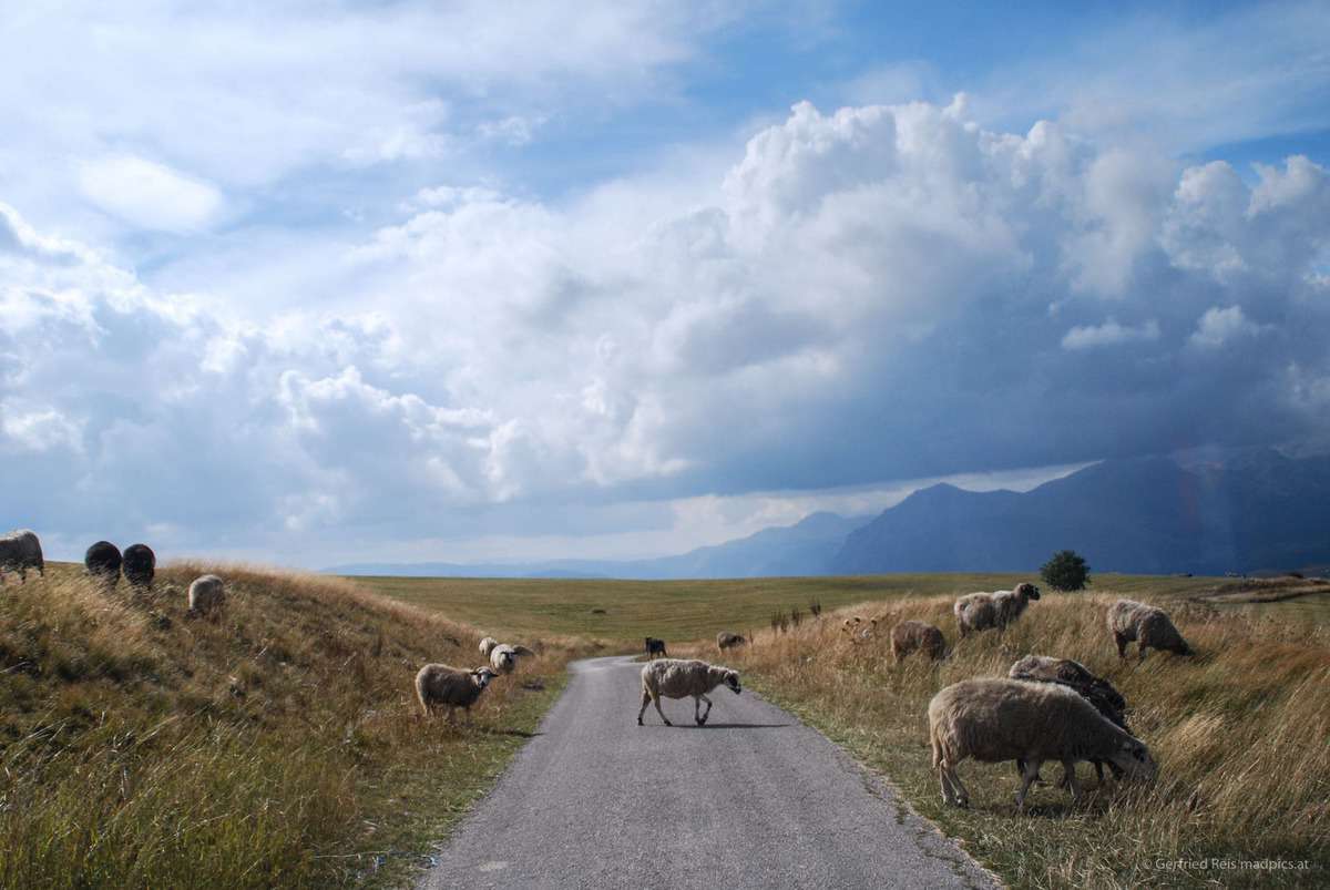 Schafe Queren Die Straße
