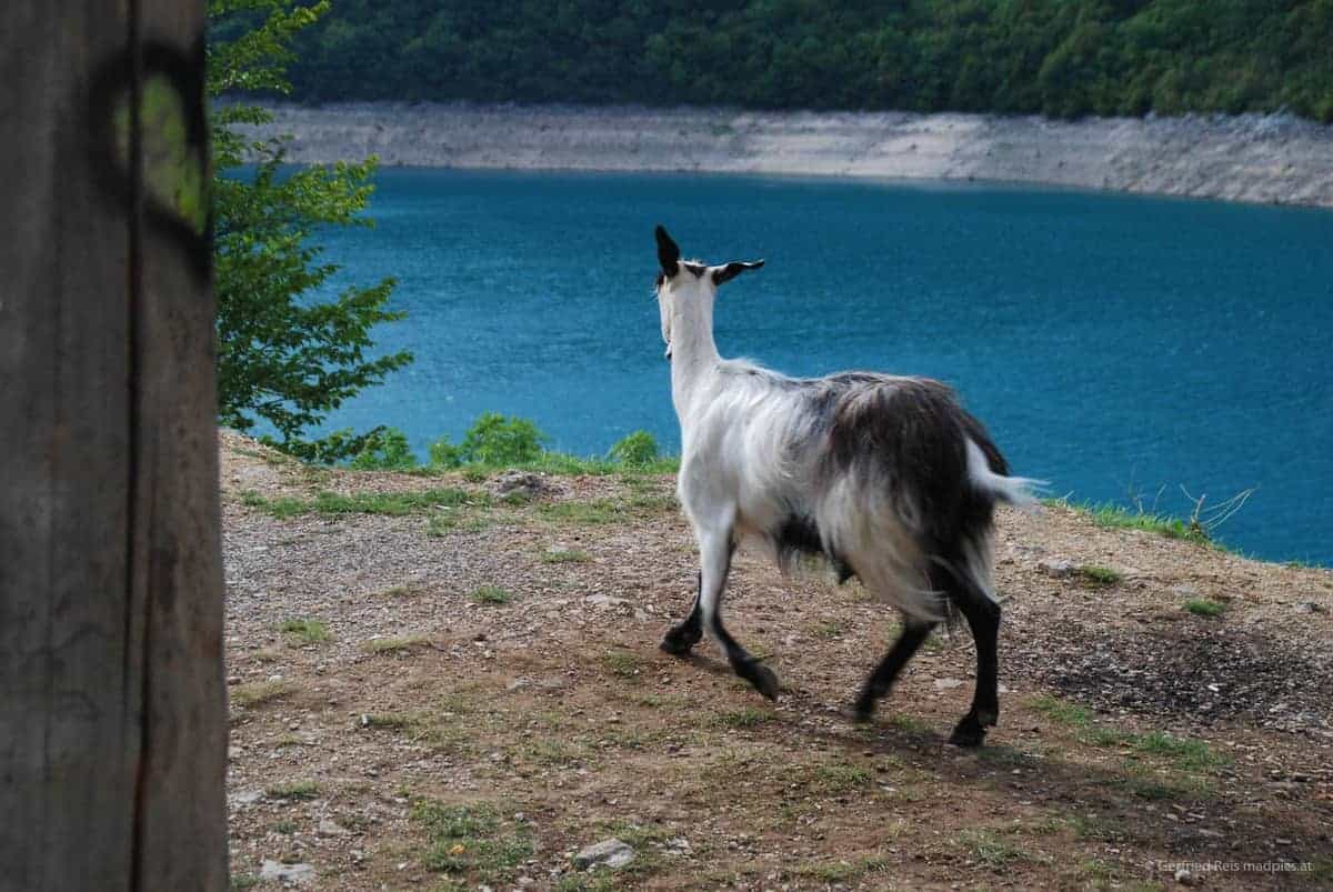 Ziege, Die Auch Gerne Kräutertee Frisst 