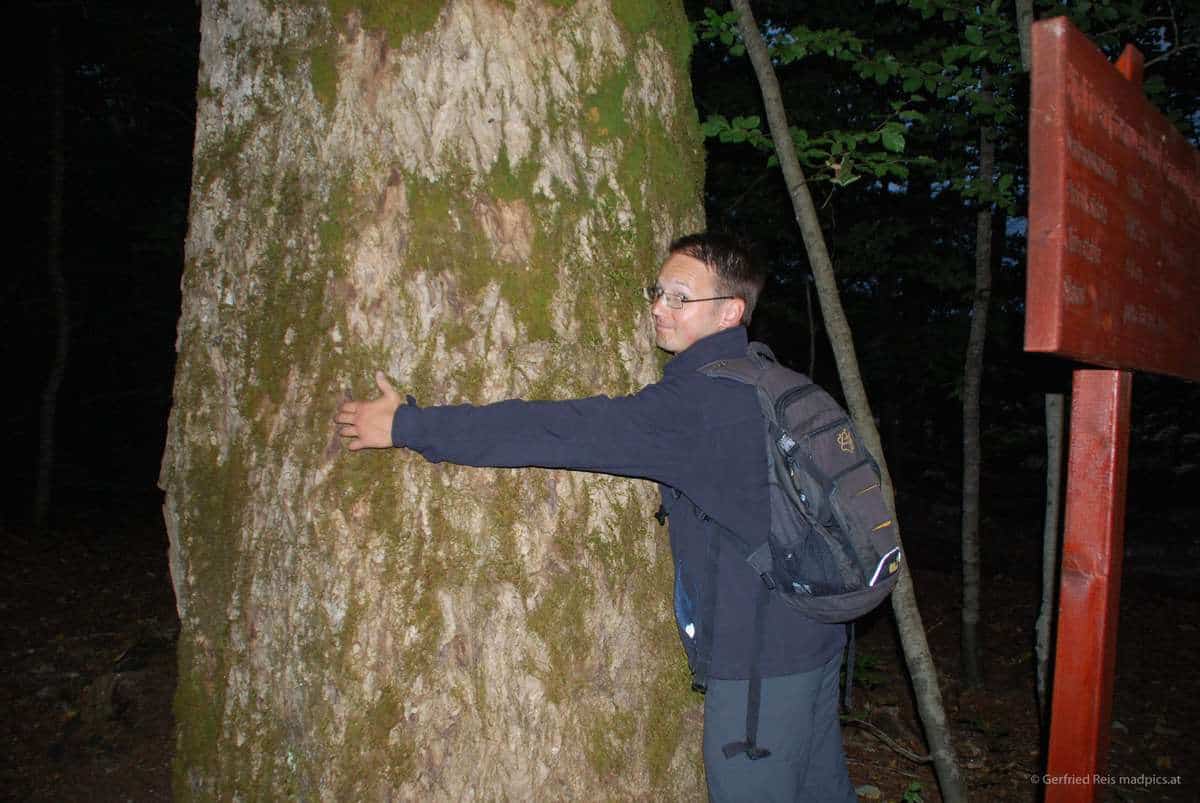 Gerfried Umarmt Einen Enormen Baum