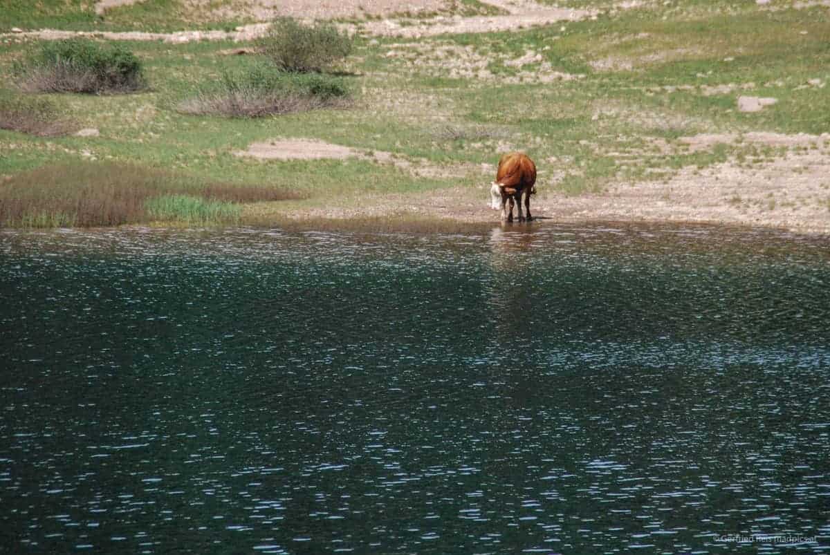 Eine Kuh Trinkt Aus Der Crno Jezero