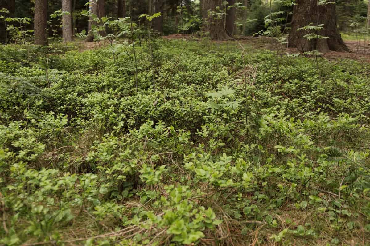 Weg Zum Hutwisch (Bucklige Welt)