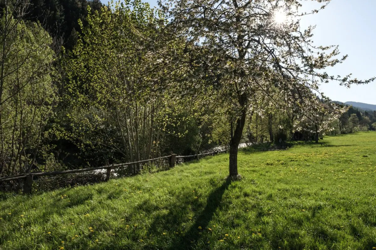 Blühender Apfelbaum in Blumenwiese an der Mürz