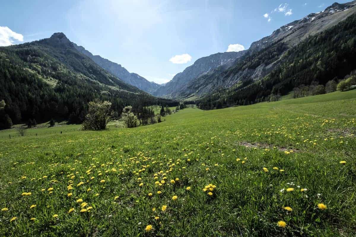Blick Aufs Hochschwab-Massiv Über Blumenwiese