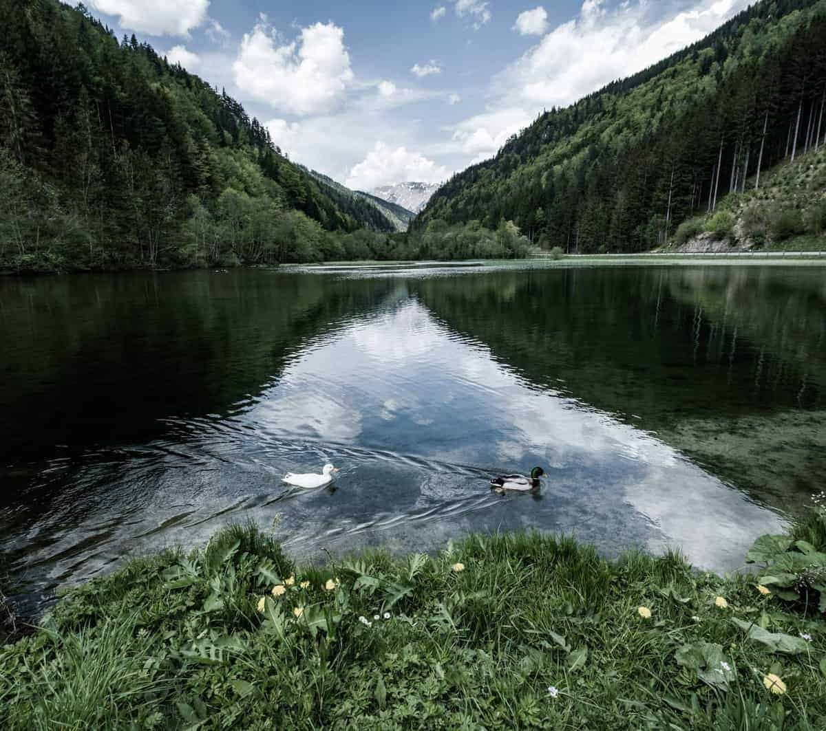 See Vor Dem Hochschwab-Massiv Mit Enten