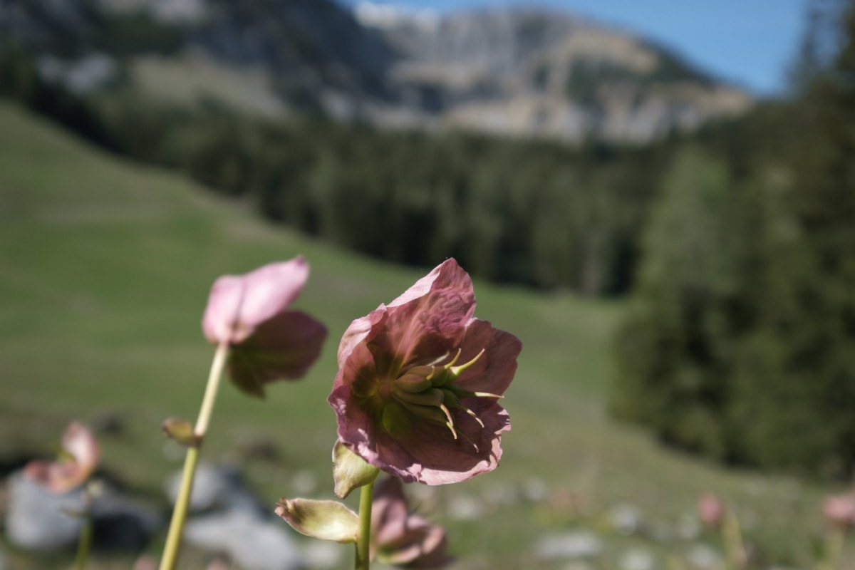Alpenblume