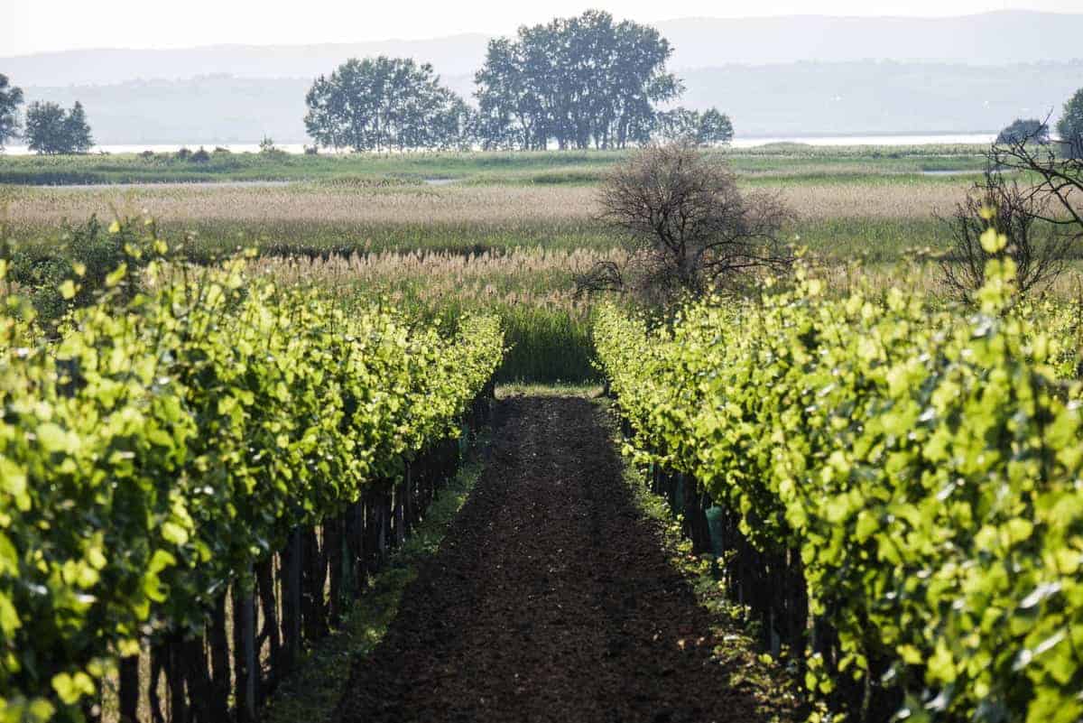 Weinbau Am Neusiedler See